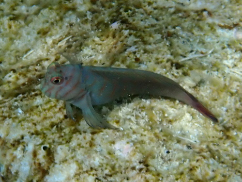 Cirripectes castaneus observed 2026-10-10