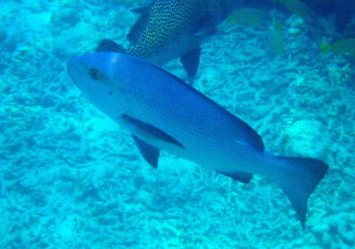 Lutjanus bohar observed 2026-10-10