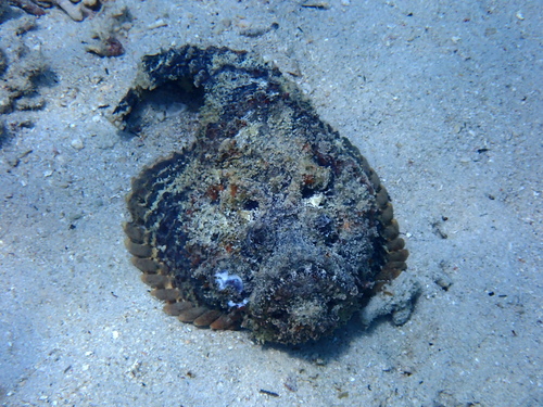Synanceia verrucosa observed 2026-10-10
