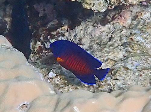 Centropyge bispinosa observed 2026-10-10
