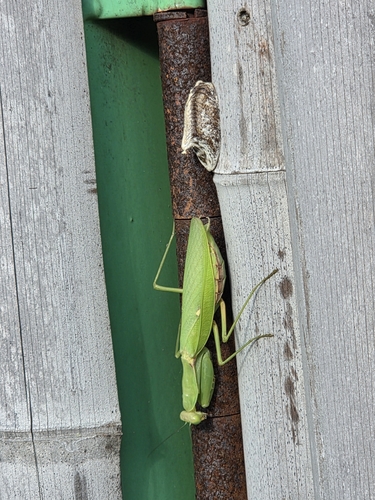 Giant Asian Mantis