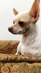 Canis familiaris