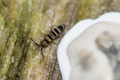 Orchesella hexfasciata