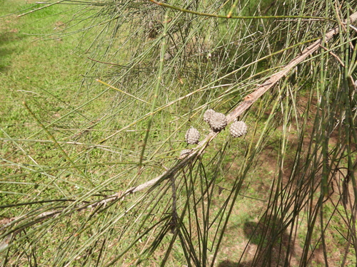 Casuarina glauca observed 2026-10-10