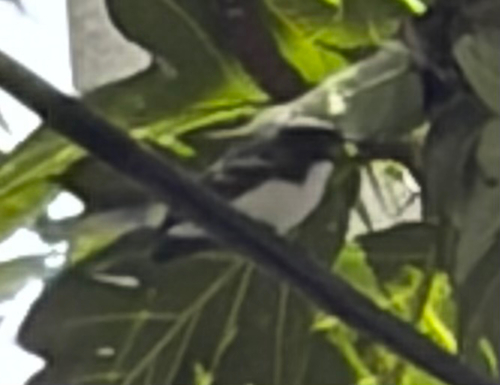White-browed Fantail