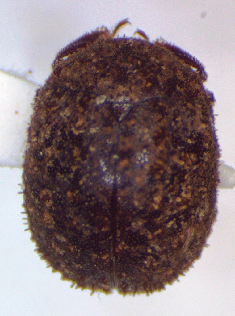 Lucanobium