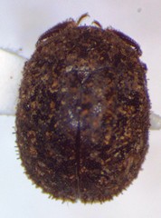 Lucanobium guianense