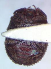 Lucanobium guianense