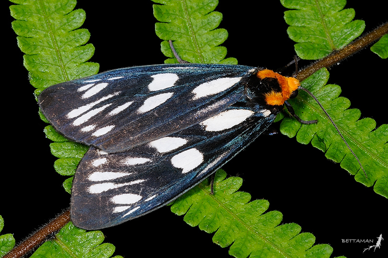 Lichen Moths