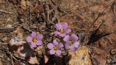 Linanthus orcuttii