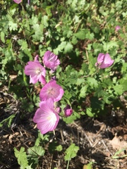 Sidalcea asprella