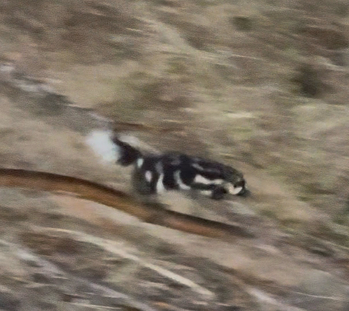 Western Spotted Skunk observed by quinnellison