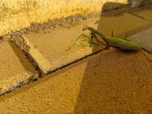 European Mantis