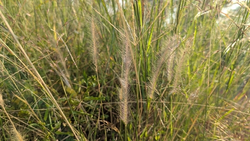 Perotis indica observed 2026-10-10