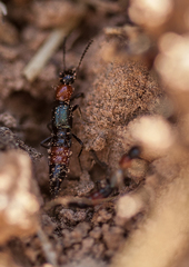 Paederus cruenticollis