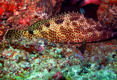 Epinephelus spilotoceps