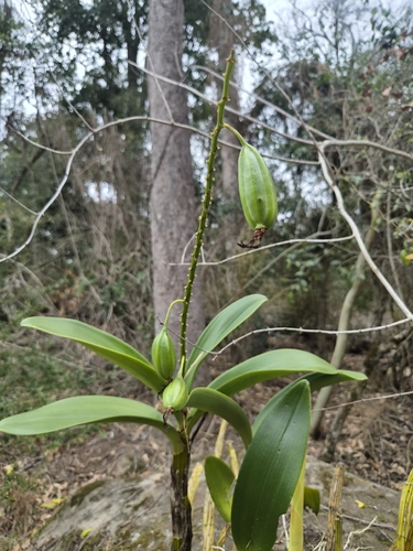 rock orchid