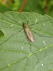 Nephrotoma appendiculata
