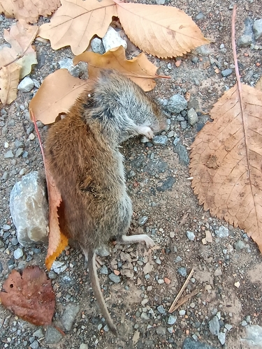 Bank Vole