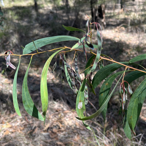 Acacia falcata observed 2026-10-10