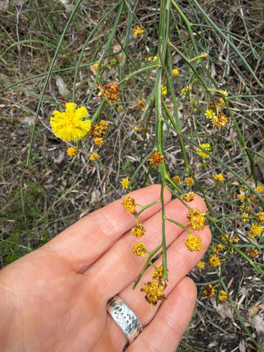 Acacia extensa observed 2026-10-10
