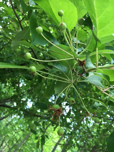 Malus hupehensis iNat (3)