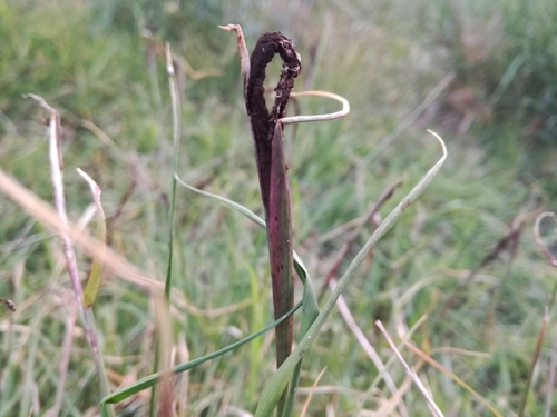Representative image of Ustilago cynodontis