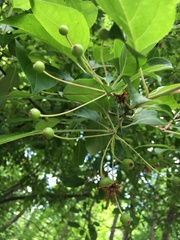 Malus hupehensis