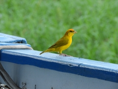 Sicalis columbiana