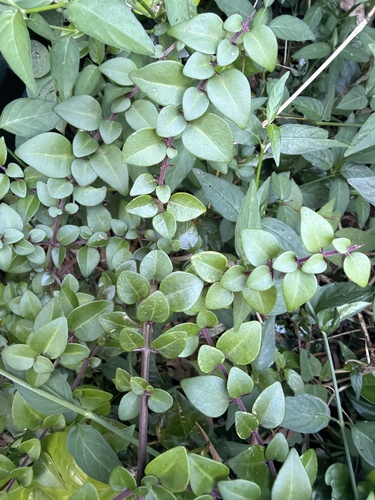 Pisonia aculeata observed 2026-10-10