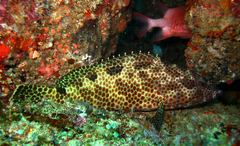Epinephelus spilotoceps