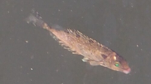 Siganus fuscescens observed 2026-10-10