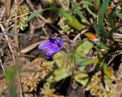 Pinguicula grandiflora