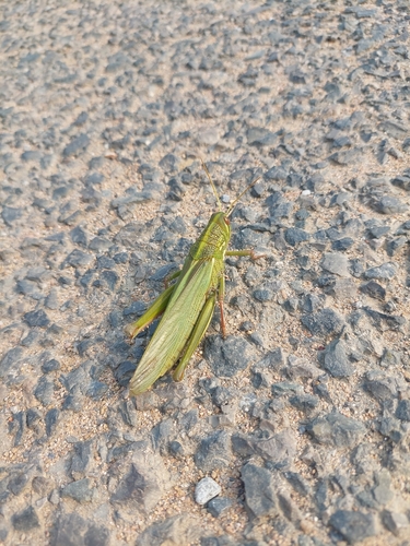 Large Green Grasshopper