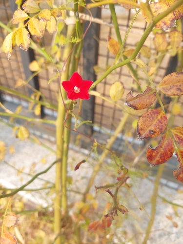 Cypress Vine