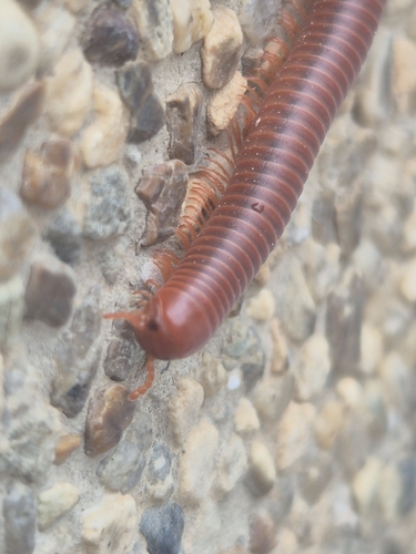 Rusty Millipede