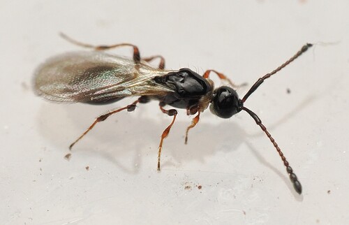 Trichopria observed 2026-10-10