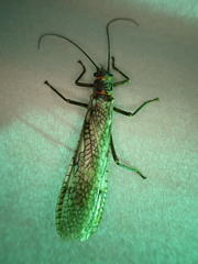 Pteronarcys pictetii