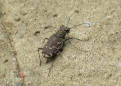 Cicindela repanda repanda