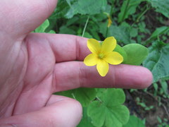 Oxalis illinoensis