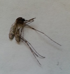 Culiseta particeps