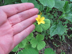 Oxalis illinoensis