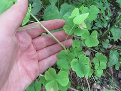 Oxalis illinoensis