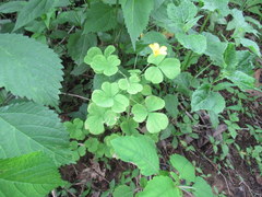 Oxalis illinoensis