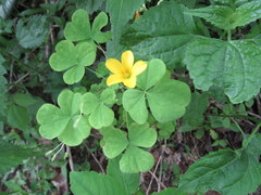 Oxalis illinoensis