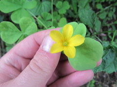 Oxalis illinoensis