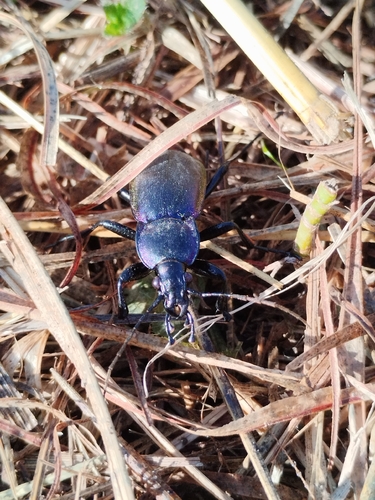 Carabus germarii