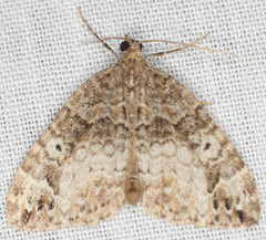 Dysstroma mancipata