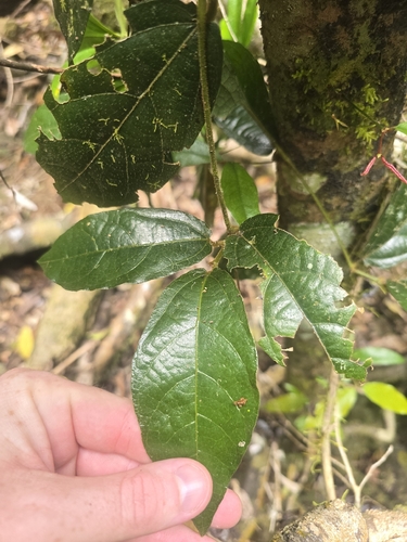 Aristolochia praevenosa, 2026-10-10