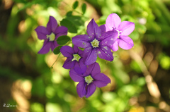 Legousia